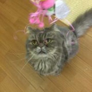 甘えん坊なペルシャ７歳です