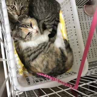★長毛三毛＆キジトラ兄弟★生後約３〜４カ月