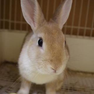 【別所にて里親様決定！】スウちゃん