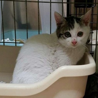 とにかく！可愛い♪　りぃり　２ヶ月　女の子