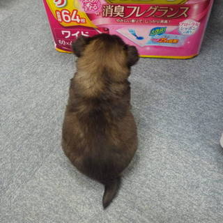この子の里親になってあげてください。