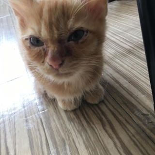 とっても人馴れした茶トラの子猫！