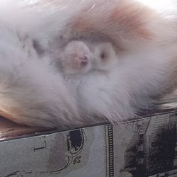 翠と蓮の去勢手術が終わりました。