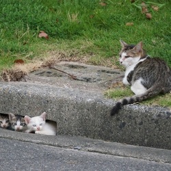 名古屋港TNRプロジェクト３７１０チェリティイベント　イオン熱田 サムネイル2