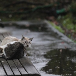 名古屋港TNRプロジェクト３７１０チェリティイベント　イオン熱田 サムネイル3