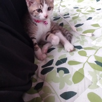 むぎ