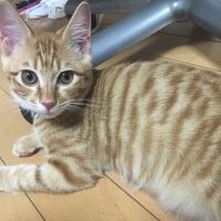てん