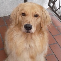 おおにし　めい