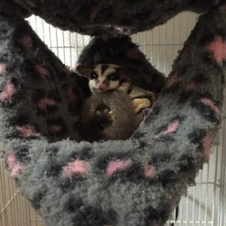 フクロモモンガ 雌♀里親募集します。