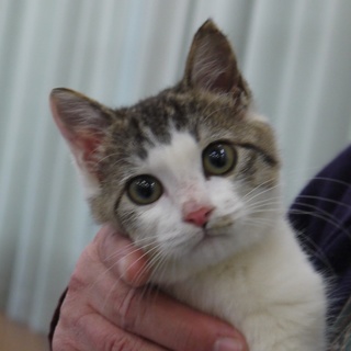 推定３か月キジ白びーくん