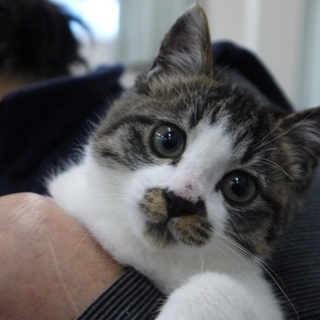 推定３か月キジ白カー君