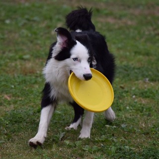 シエル（ボーダーコリー）