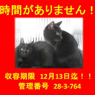 里親決定！！家族ができました(*´▽｀*)