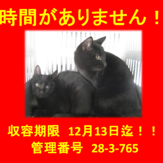 期限12月13日迄！可愛い黒猫ちゃん！②