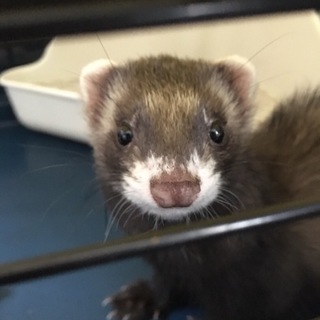 フェレット里親募集！