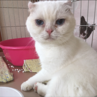 スコティッシュフォールド★よんよん