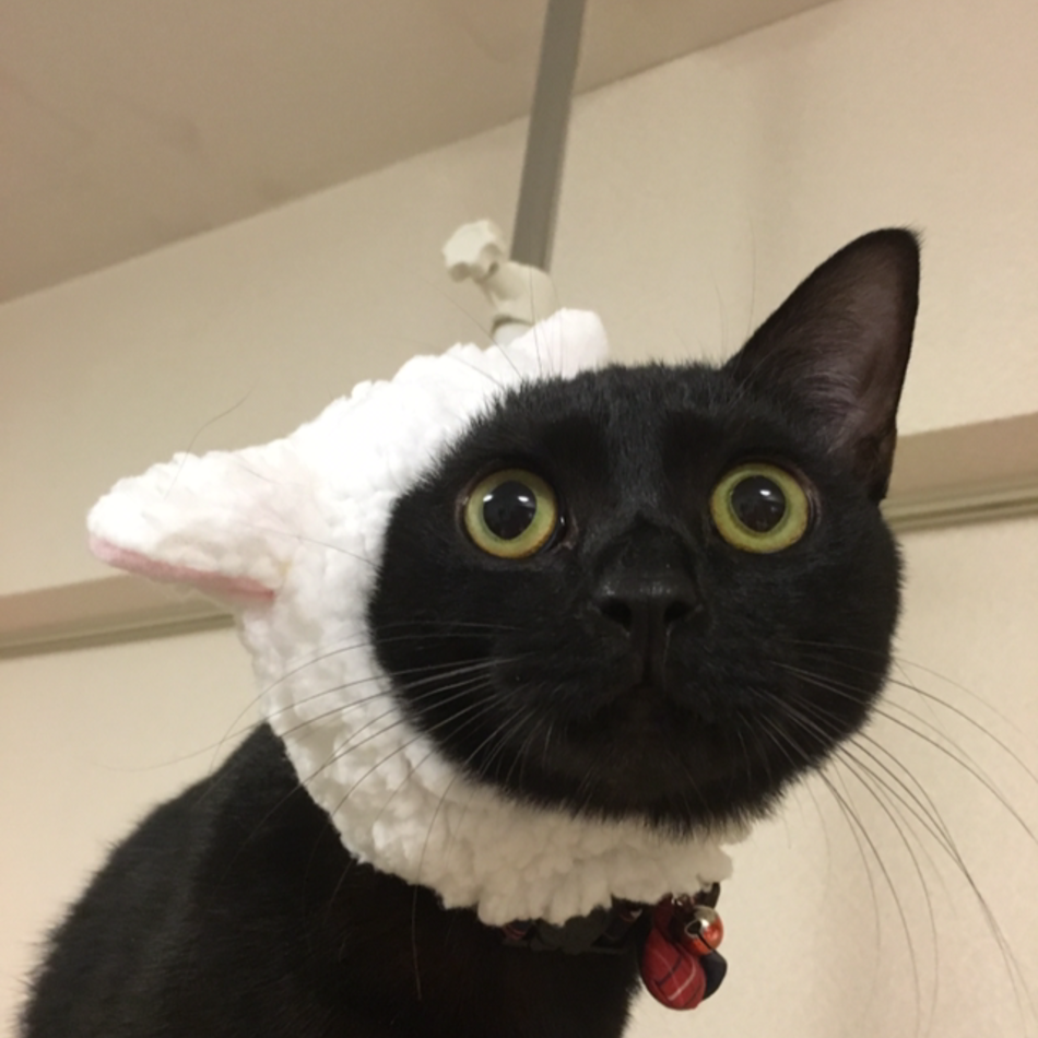 れいのカバー写真