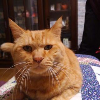 飼い主老人ホームへ、とにかく賢くいい子です！