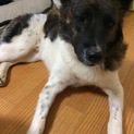 なかなかご縁がありませんがいい子です。