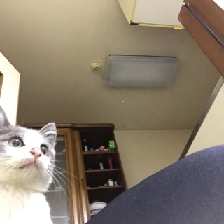 【大至急】人懐っこくて甘えん坊な男の子♡