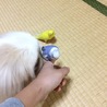 トリコインコ