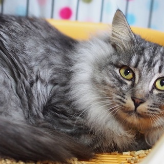 グレー長毛アトム君里親さん決定