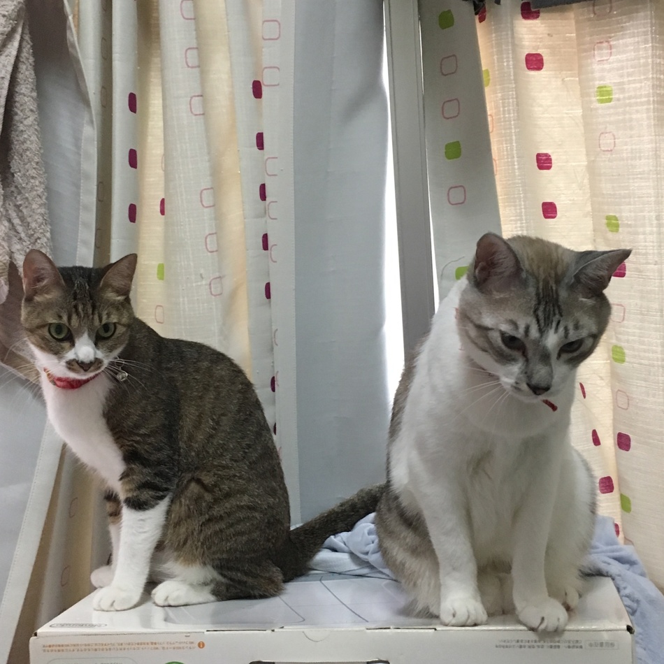 レンのカバー写真