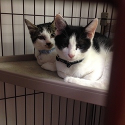 スカイツリー近く ソラネコ譲渡会