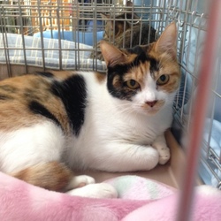 スカイツリー近く ソラネコ譲渡会 サムネイル2