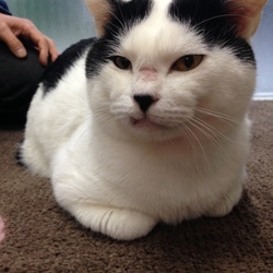 スカイツリー近く ソラネコ譲渡会 サムネイル3