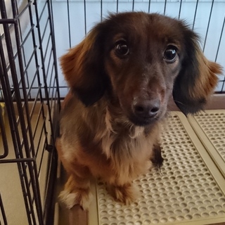 人懐こいダックス女の子