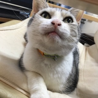 トライアルのため一旦終了します