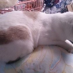 落ち着きのないポンタ君は