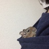 デグーinパーカー