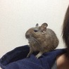 デグー