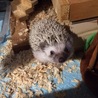 ハリネズミさん