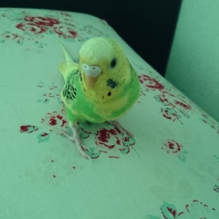 セキセイインコ手乗りメス