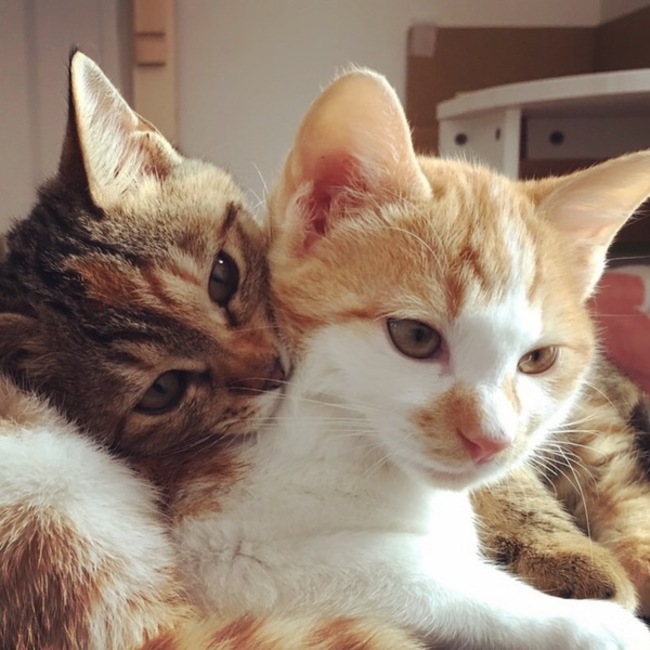 Pすぬのカバー写真