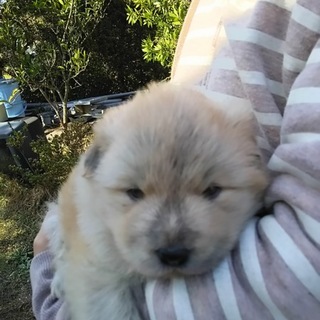 あったかなおうち探してます。