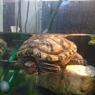 アカミミガメのウェイウェイ！