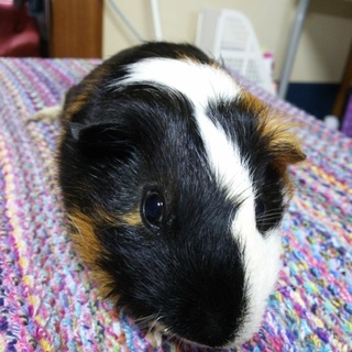 モルモットのオス♂