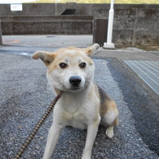 殺処分対象です