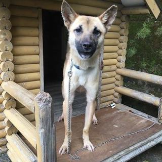 殺処分対象です