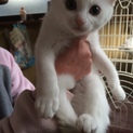 白いねこちゃん