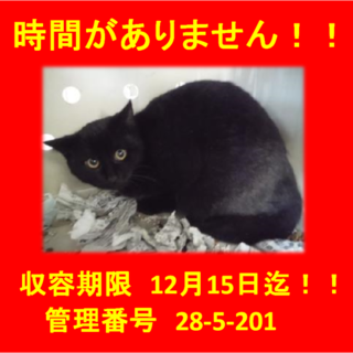 里親決定！！お迎えありがとうございました(^^♪