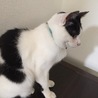 いっちー(保護活動者)