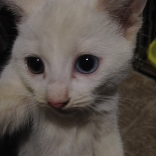 オッドアイ 白猫くん 三カ月弱