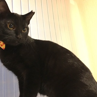 和風美人の女の子☆アンジュちゃん