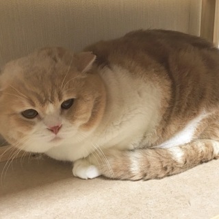 繁殖屋からのレスキュー☆大きなお顔のboo