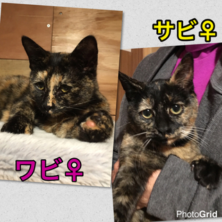 里親決定エキゾチックなワビサビ姉妹